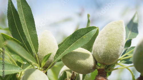 Fotografie Almond tree. Almond harvest. Green almond trees on the tree.