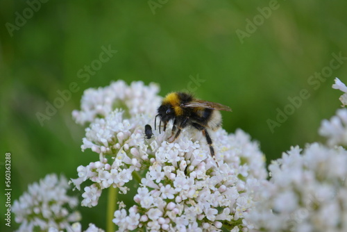 Hummel mit Käfer auf weißen Blüten