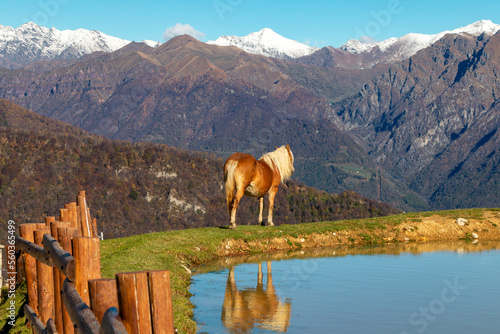 Wallpaper Mural a horse grazing near a mountain lake Torontodigital.ca