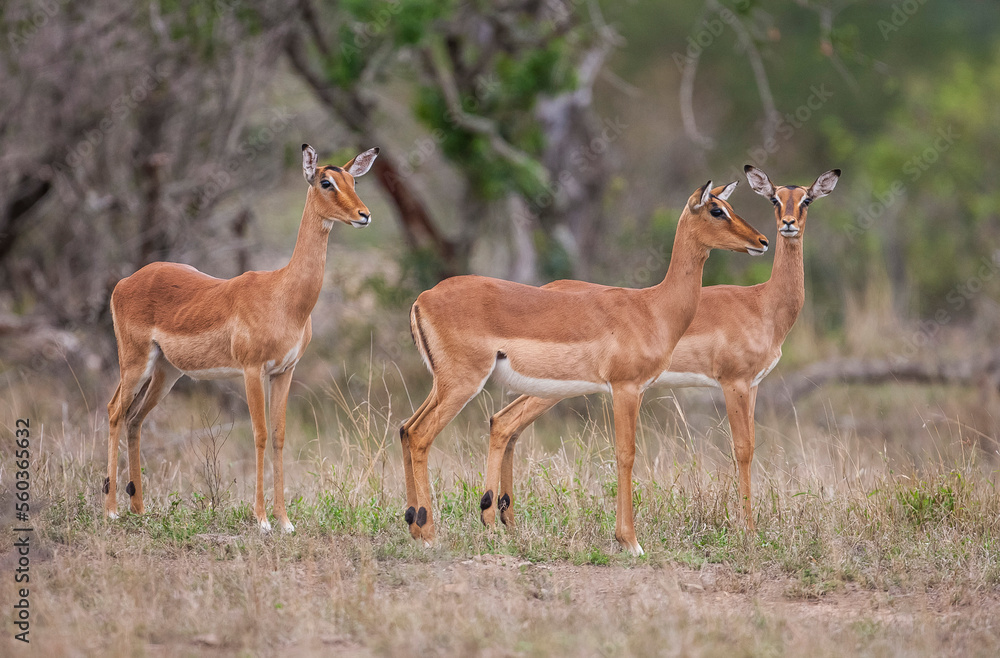 Impala (Aepyceros melampus) is a medium-sized antelope that lives in the east and south of Africa. Impala (Aepyceros melampus) is a medium-sized antelope that lives in the east and south of Africa.