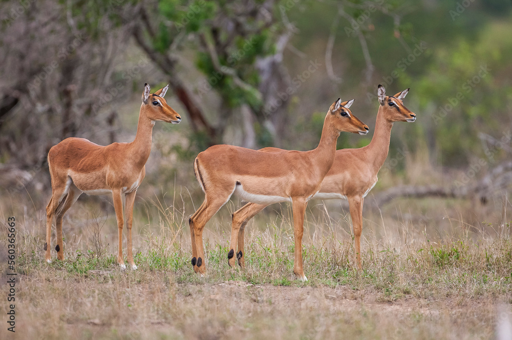 Impala (Aepyceros melampus) is a medium-sized antelope that lives in the east and south of Africa. Impala (Aepyceros melampus) is a medium-sized antelope that lives in the east and south of Africa.