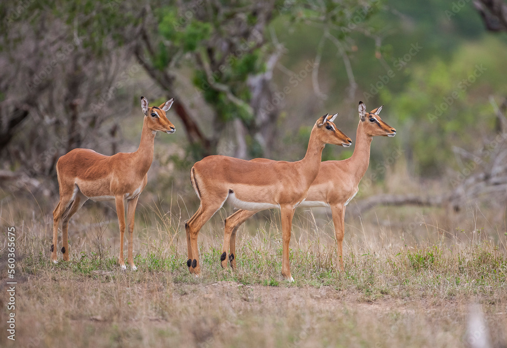 Impala (Aepyceros melampus) is a medium-sized antelope that lives in the east and south of Africa. Impala (Aepyceros melampus) is a medium-sized antelope that lives in the east and south of Africa.