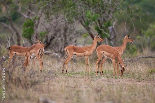 Impala (Aepyceros melampus) is a medium-sized antelope that lives in the east and south of Africa.