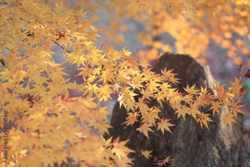 東京の紅葉