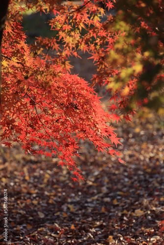 東京の紅葉