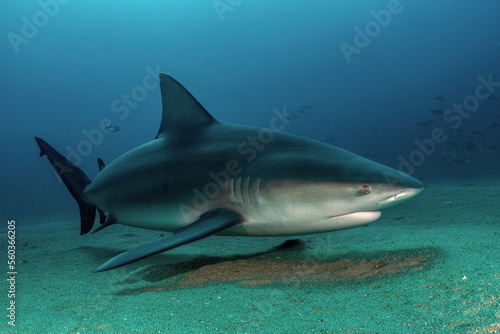 Bull Shark Cabo Pulmo Mexico © Tomas