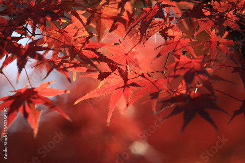 東京の紅葉