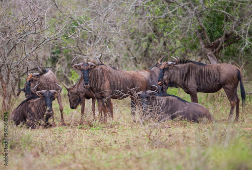 African wildebeests or Ox-headed antelopes (C. taurinus), weighing between 150 -250 kg. Life continents are Africa. Their habitats are on the Serengeti plains. They live an average of 20 years photo