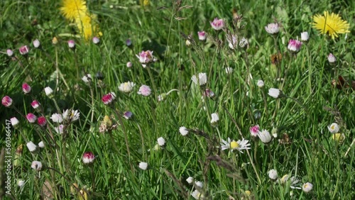 Das Gänseblümchen, auch Maßliebchen, Tausendschön, Monatsröserl, Margritli genannt, auf einer frischen grünen Frühlingswiese. Die bekannte, essbare Pflanze Mitteleuropas steht für Treue und Vertrauen photo