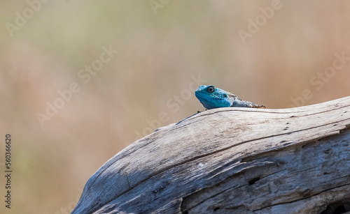 Blue- headed tree agama, (Acanthocercus atricollis) is a species of tree agam that is unique to East, Central and South Africa.