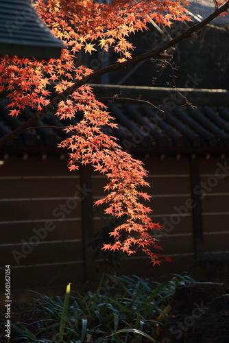 東京の紅葉