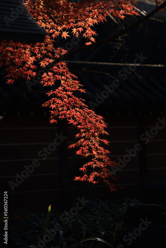 東京の紅葉
