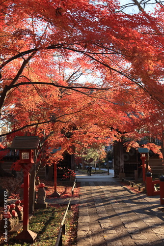東京の紅葉