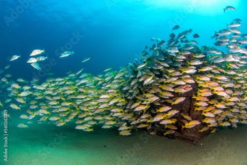 Fototapeta Naklejka Na Ścianę i Meble -  Cabo Pulmo Mexico Fish Paradise