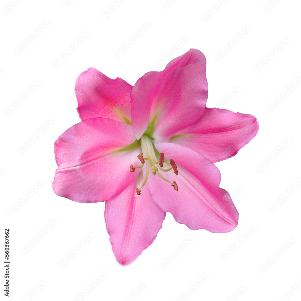 Closeup pink pollen lily flower isolated on white background. This has clipping path.