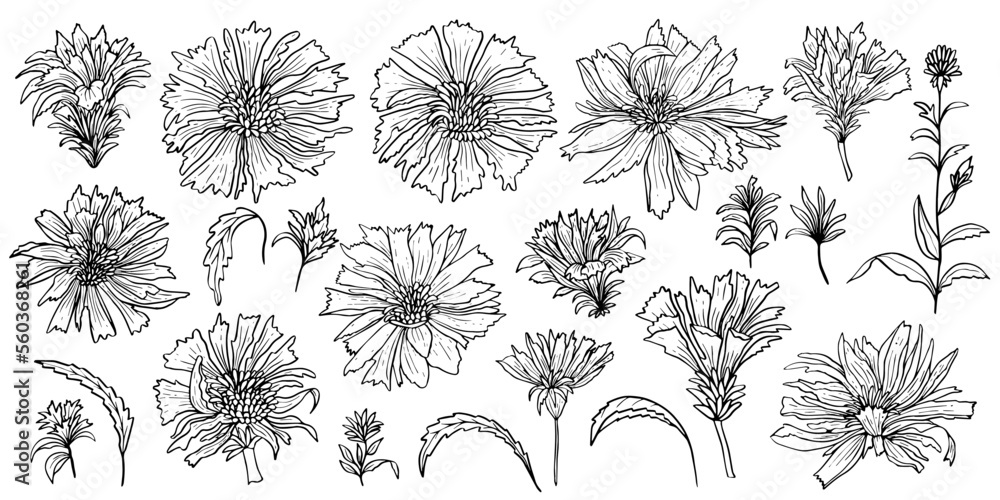 Floral clipart with flowers and buds of chicory. Vector collection of flowers for decor. Floral clipart with flowers and buds of chicory. Vector collection of flowers for decor.
