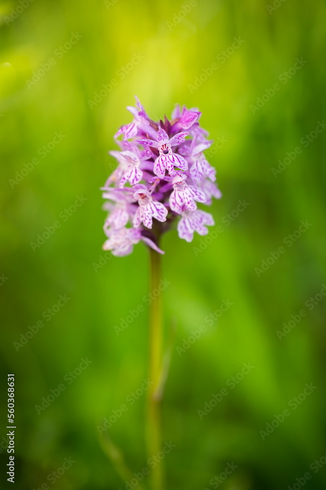 Orchidaceae. The wild nature of the Czech Republic. A rare plant of wild nature. Plant in the grass. Beautiful picture. Spring nature. Dactylorhiza fuchsii     