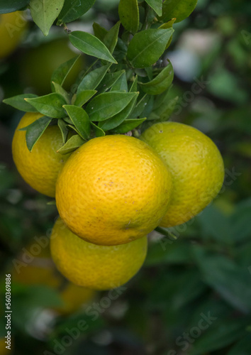 Myrtenblättrige Orange (Citrus myrtifolia) photo