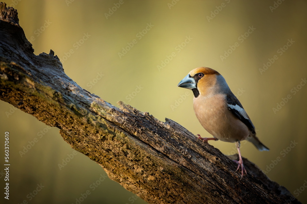 Obraz premium Coccothraustes coccothraustes. Wild nature. A bird on a tree. A beautiful picture of nature. Color photograph. Bird. Amazing nature. Animal in natural environment.
