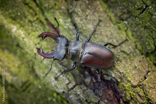 Dominant stag beetle, lucanus cervus, holding the defeated one turned upside down in mandibles during a fight on a branch in summer. Insect males battling in green nature. A rare and endangered beetle