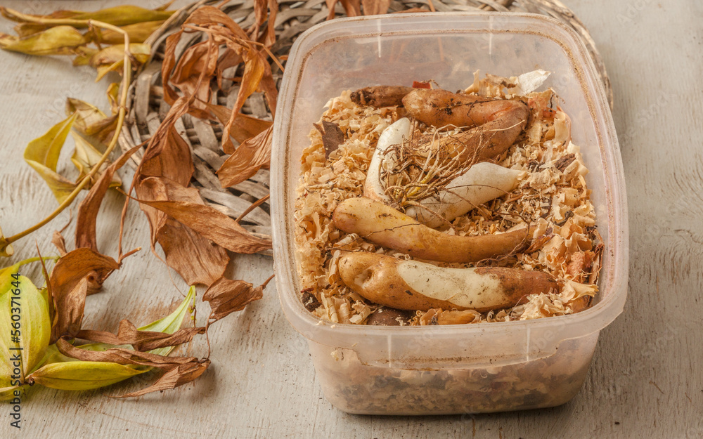 Box with sawdust for storage of gloriosa bulbs. Box with sawdust for storage of gloriosa bulbs.