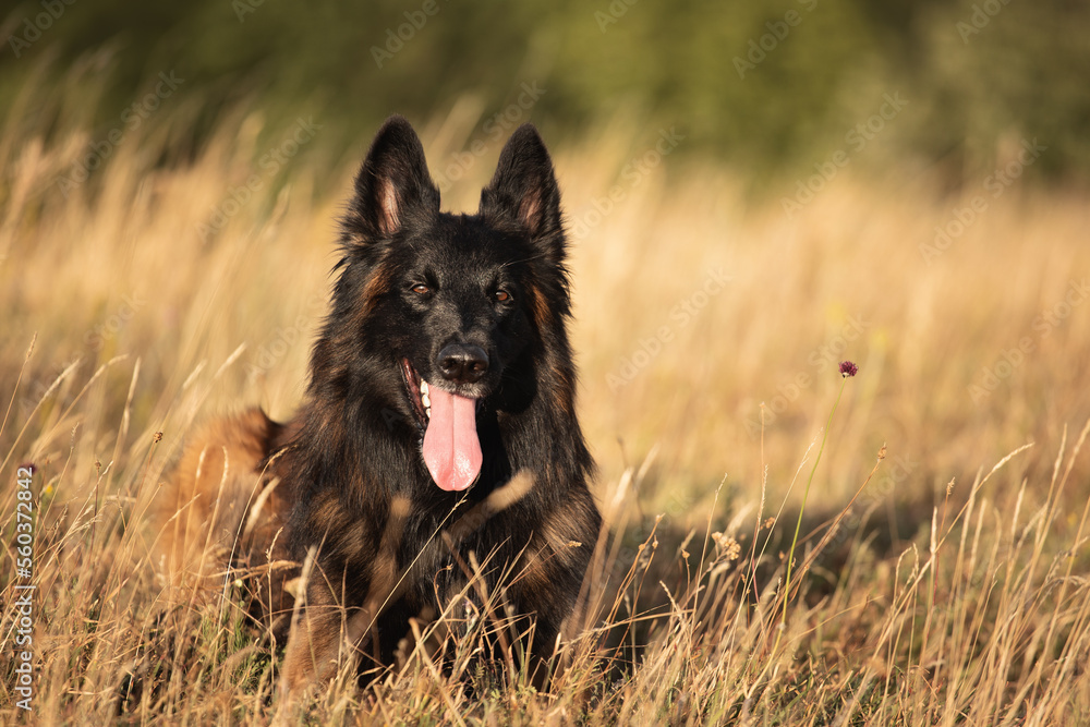 happy tervueren belgian shepherd dog lying down in tall dry grass in the summer at sunset close-up happy tervueren belgian shepherd dog lying down in tall dry grass in the summer at sunset close-up