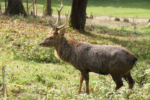 Fototapeta Naklejka Na Ścianę i Meble -  male deer with antlers in forest