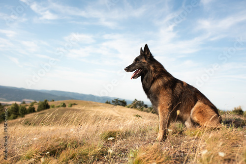 happy tervueren belgian shepherd dog sitting on top of a hill in the summer at sunset