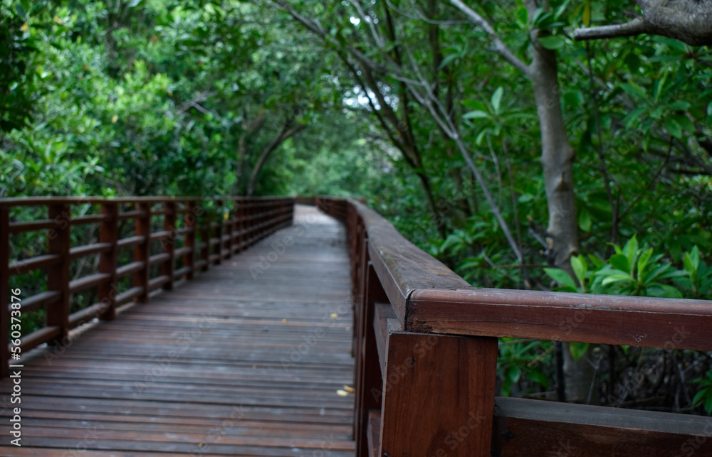 nature, wood, wooden, bridge, forest, park, tree, path, trees, green, landscape, boardwalk, trail, walkway, natural, water, stairs, woods, footpath, river, outdoor, walk, outdoors, pathway, summer