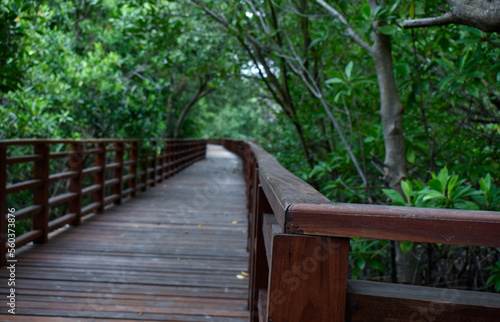 nature, wood, wooden, bridge, forest, park, tree, path, trees, green, landscape, boardwalk, trail, walkway, natural, water, stairs, woods, footpath, river, outdoor, walk, outdoors, pathway, summer