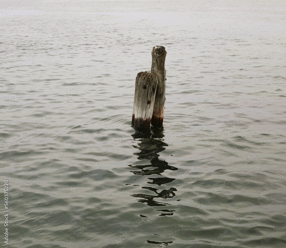 Obraz premium wood in the water