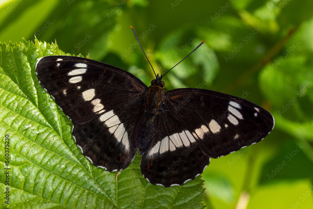 DE, RLP, Pommern, Mosel, 17.04.2022, Limenitis camilla, Kleiner Eisvogel DE, RLP, Pommern, Mosel, 17.04.2022, Limenitis camilla, Kleiner Eisvogel