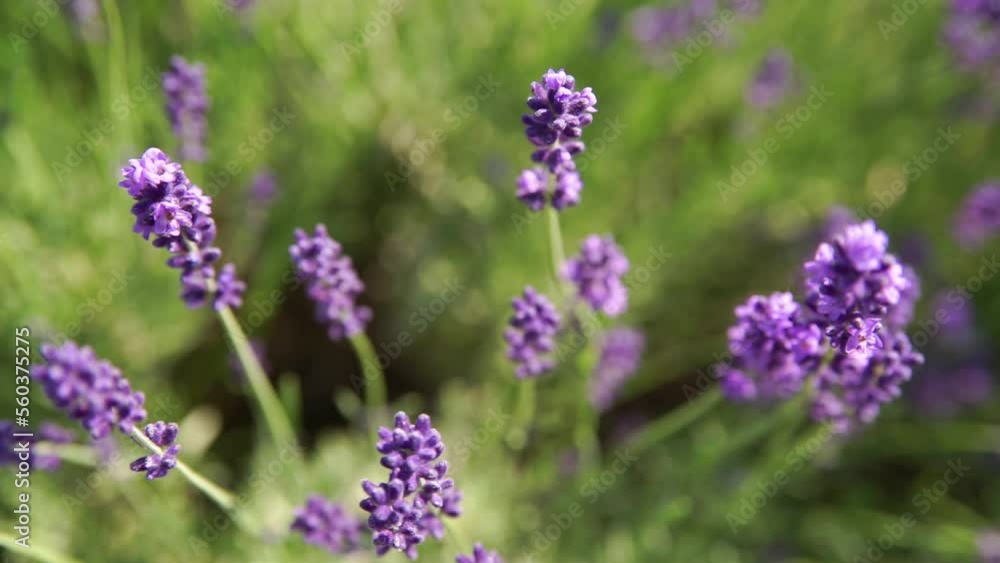 Fragrant fields of blooming lavender in endless rows. Selective focus on bushes of lavender purple aromatic flowers in lavender fields. Fragrant fields of blooming lavender in endless rows. Selective focus on bushes of lavender purple aromatic flowers in lavender fields.