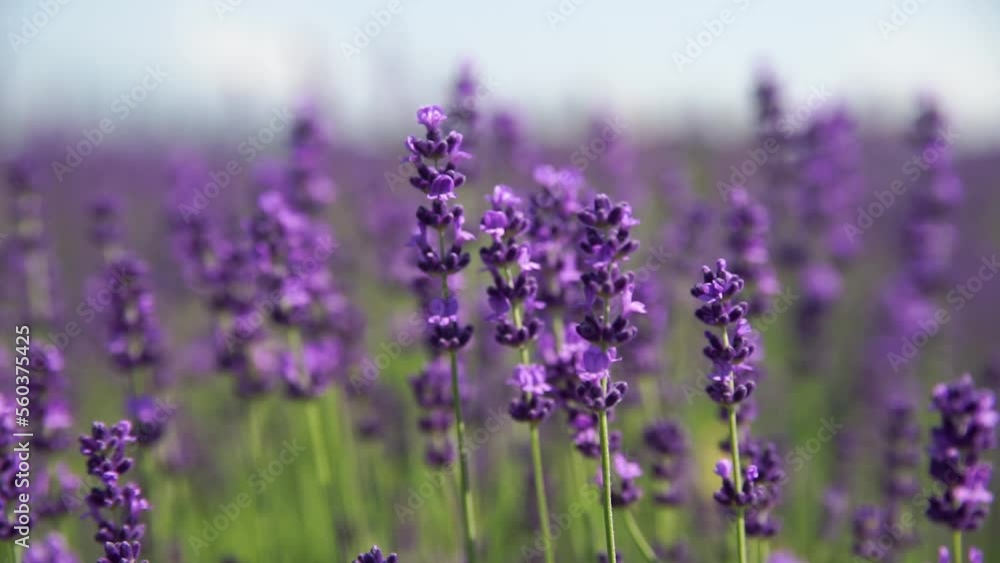 Fragrant fields of blooming lavender in endless rows. Selective focus on bushes of lavender purple aromatic flowers in lavender fields. Fragrant fields of blooming lavender in endless rows. Selective focus on bushes of lavender purple aromatic flowers in lavender fields.