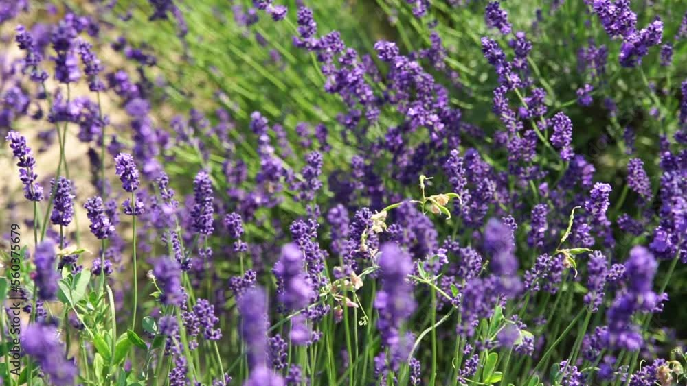 Fragrant fields of blooming lavender in endless rows. Selective focus on bushes of lavender purple aromatic flowers in lavender fields. Fragrant fields of blooming lavender in endless rows. Selective focus on bushes of lavender purple aromatic flowers in lavender fields.