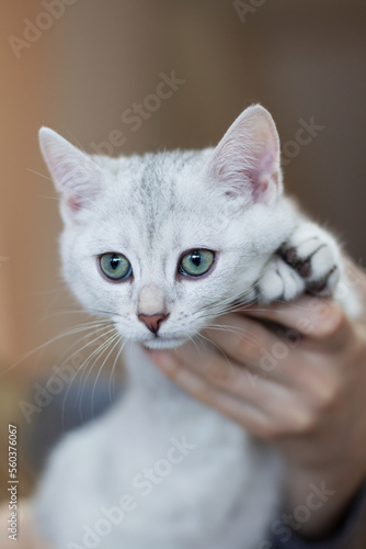 Konstfotografi White Burmilla cat in the hands of a woman....
