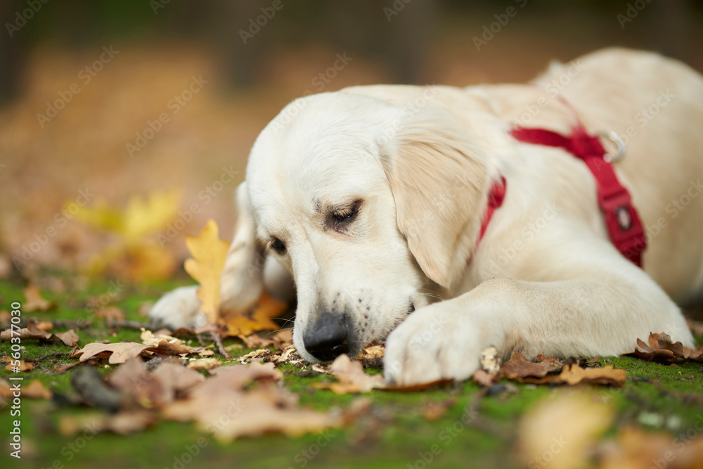golden retriever puppy lies on the ground in the park, blurred background. A puppy of a golden retriever lies on a lawn in a park in autumn. a white golden retriever in the park. golden retriever puppy lies on the ground in the park, blurred background. A puppy of a golden retriever lies on a lawn in a park in autumn. a white golden retriever in the park.