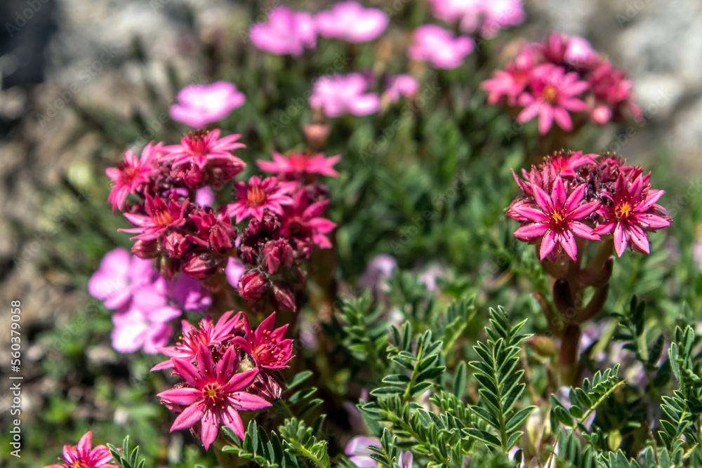 Fototapeta premium Joubarbe à toile d' araignée en été , dans les Alpes , Massif du Queyras