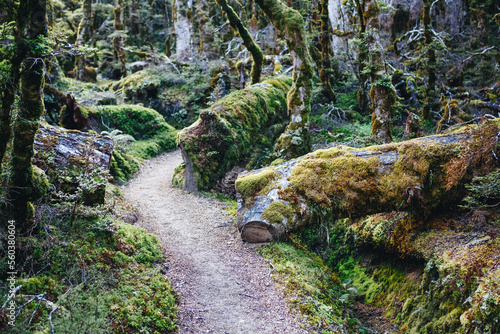 primeval forest on kepler track, fiordland, new zealand photo