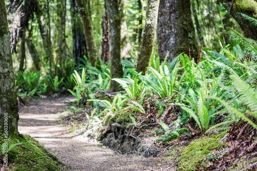 primeval forest on kepler track, fiordland, new zealand