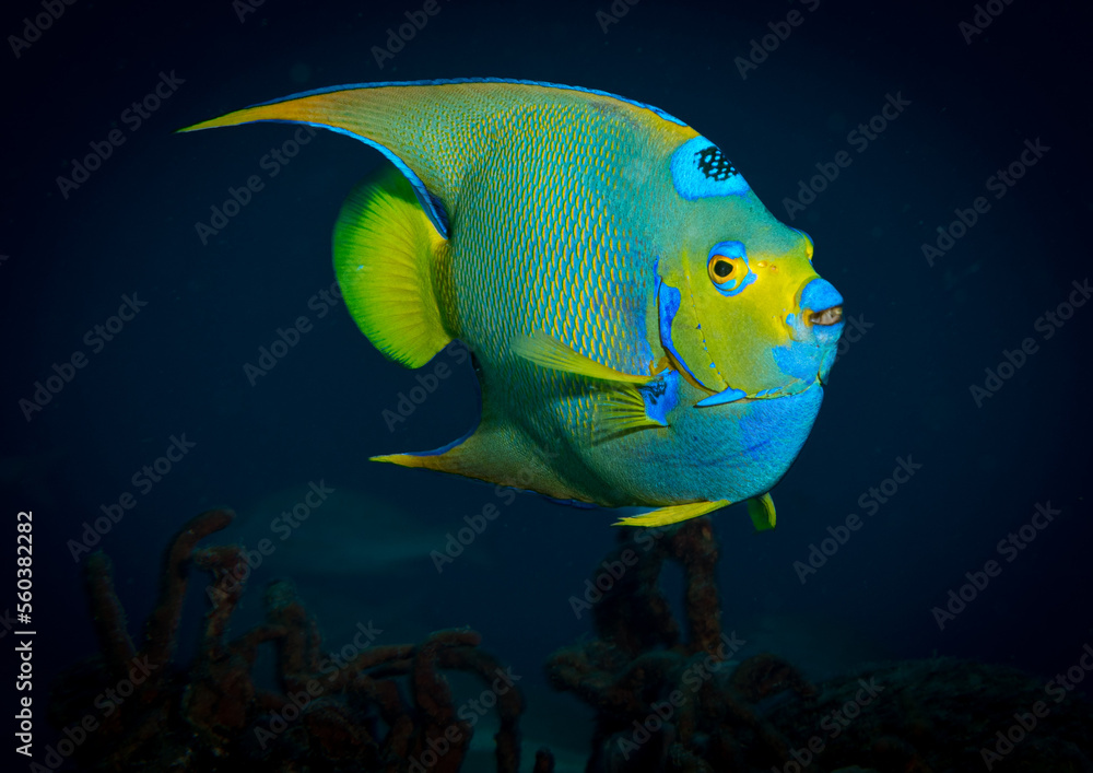 The colours of a Queen Angelfish (Holacanthus ciliaris) on the reef off the Dutch Caribbean island of Sint Maarten