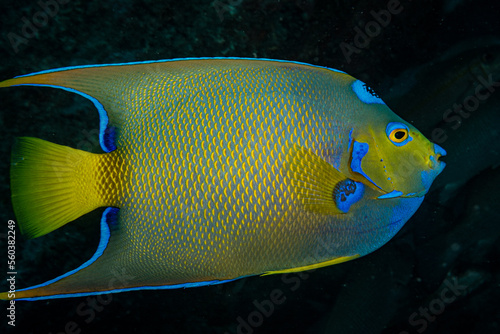 The colours of a Queen Angelfish (Holacanthus ciliaris) on the reef off the Dutch Caribbean island of Sint Maarten © timsimages.uk
