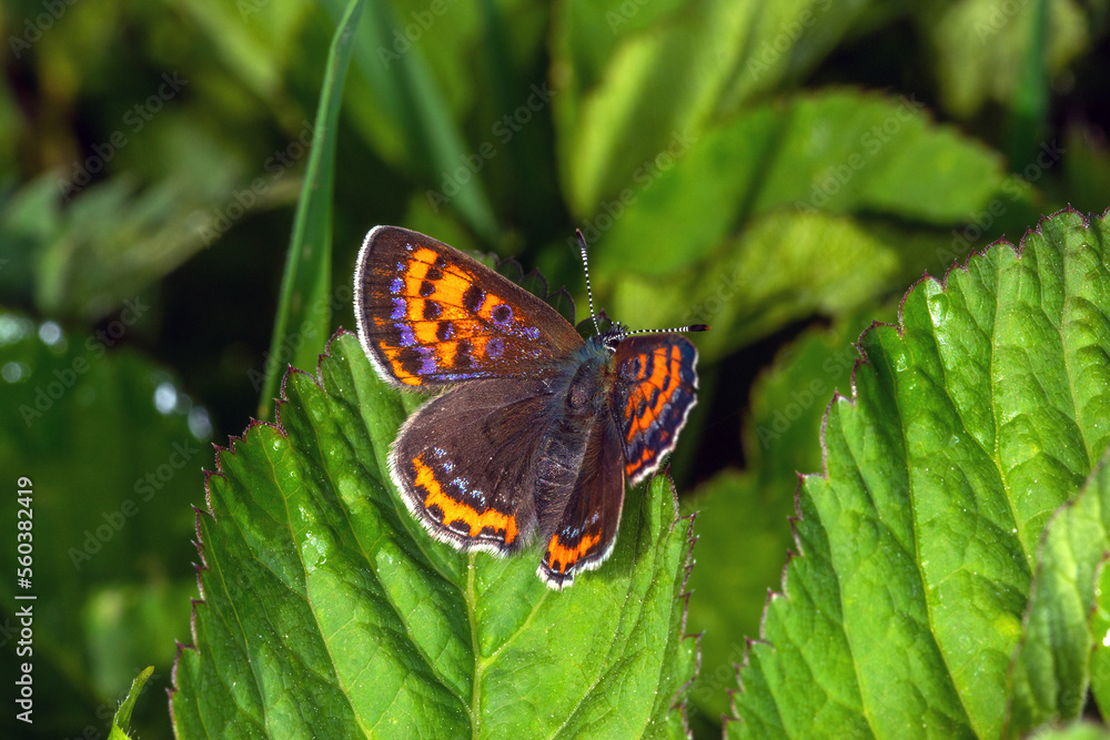 DE, NRW, Simmerath, 18.05.2022, Lycaena helle, Blauschillernder Feuerfalter, Weibchen DE, NRW, Simmerath, 18.05.2022, Lycaena helle, Blauschillernder Feuerfalter, Weibchen