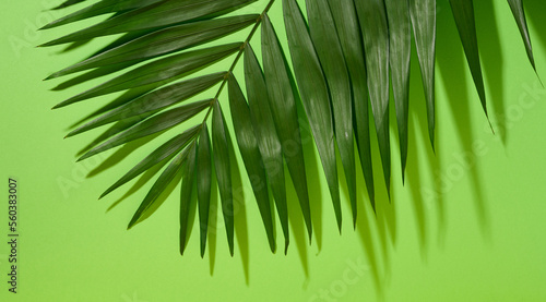 Green palm leaves with shadow on a green background.