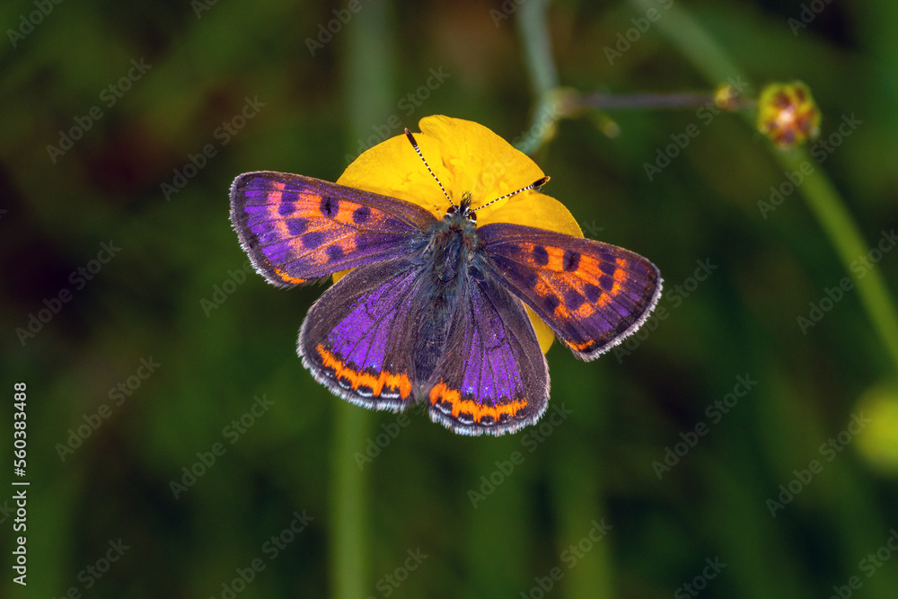 Fototapeta premium DE, NRW, Simmerath, 18.05.2022, Lycaena helle, Blauschillernder Feuerfalter, Männchen