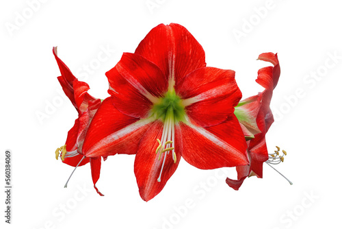Amaryllis big red flowers isolated on transparent background. Belladonna or Jersey Lilies three flowering plants cut out, png photo