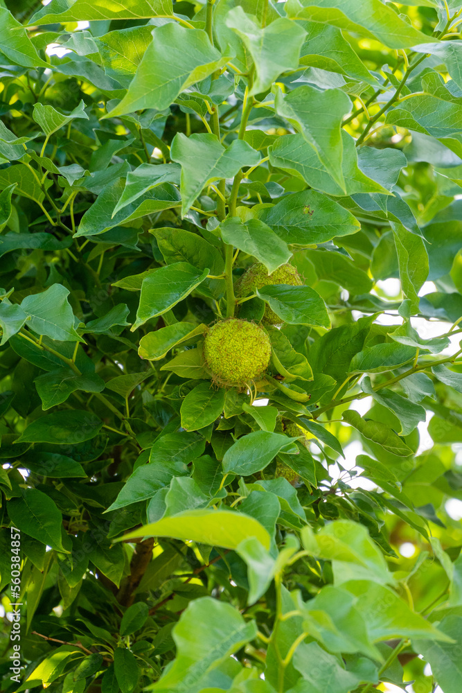 Foto de Large round fruits on branches of "Adam's apple" plant