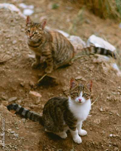 two cute cats sitting on the ground
