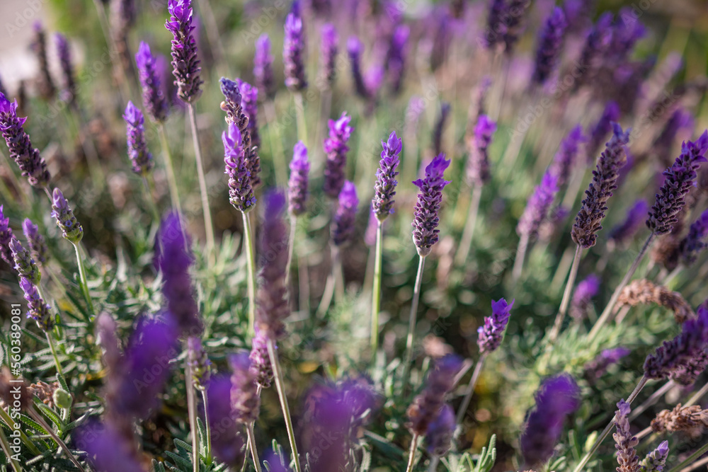 Obraz premium Lavandula or lavender flowers closeup. Mostly blurred flowery background