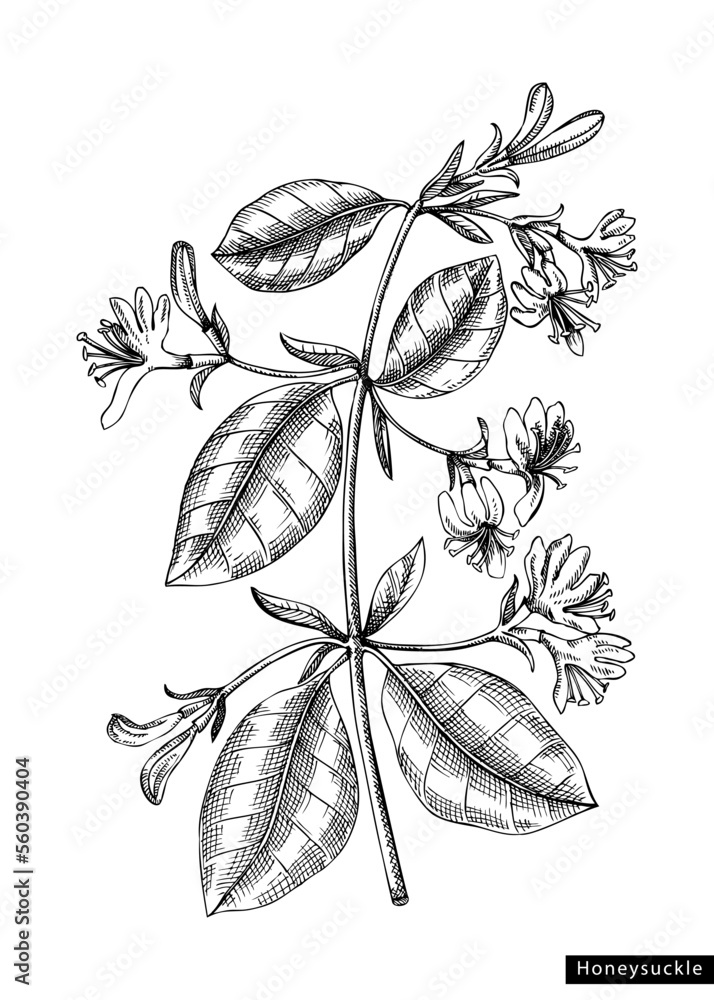 Honeysuckle flower sketch in engraved style. Floral branch with buds and leaves. Black contoured floral elements. Botanical vector illustration of spring garden plant isolated on white background - obrazy, fototapety, plakaty 